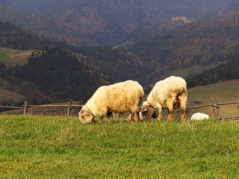 Wczytywanie Obrazu...