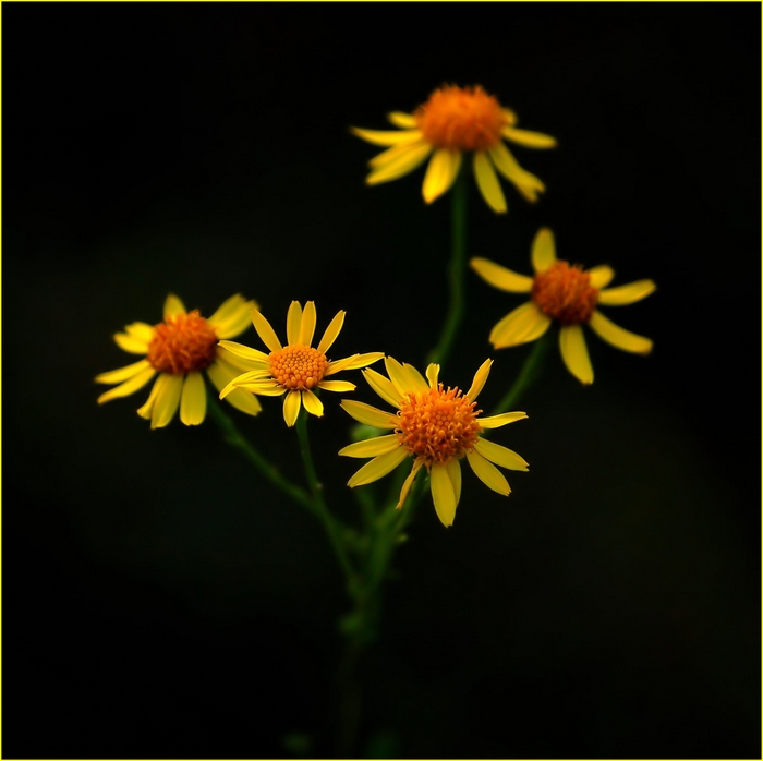 Wczytywanie Obrazu...