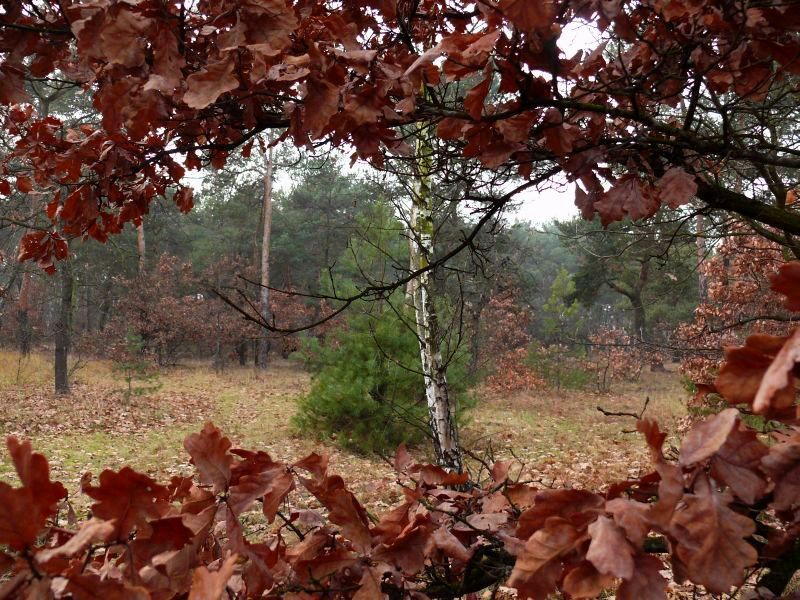 Wczytywanie Obrazu...