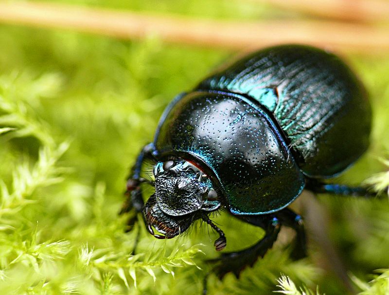 Wczytywanie Obrazu...