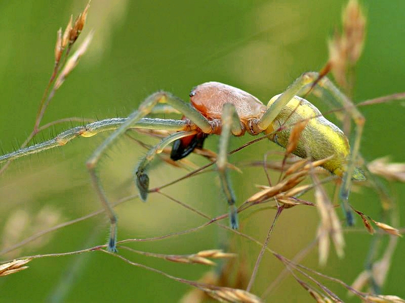 Wczytywanie Obrazu...