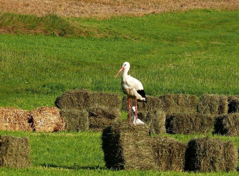 Wczytywanie Obrazu...