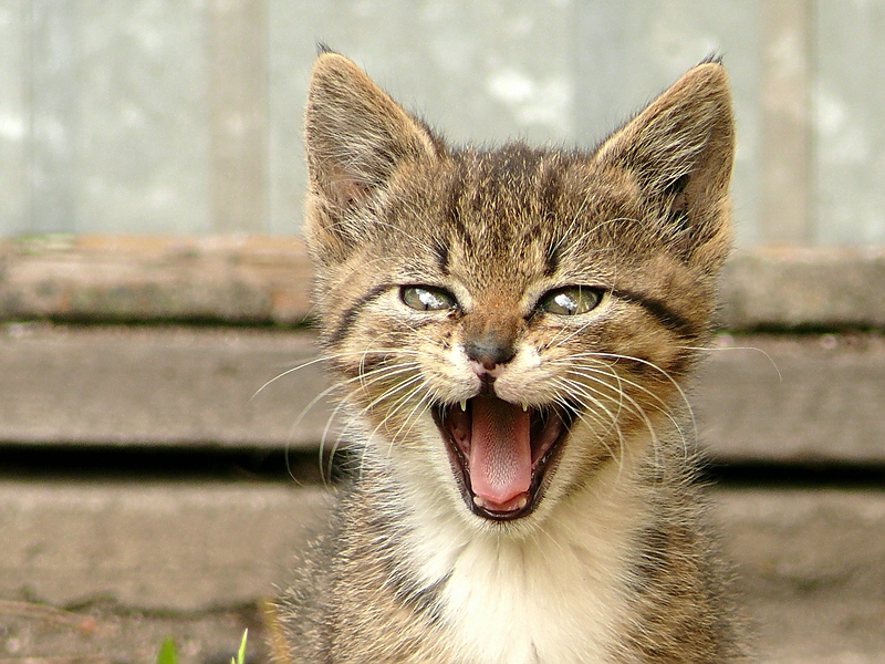 Wczytywanie Obrazu...