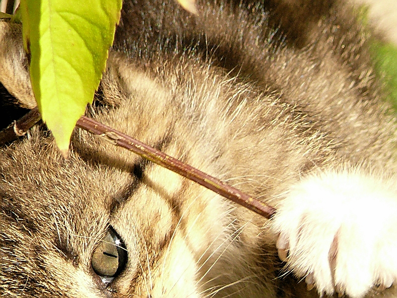 Wczytywanie Obrazu...