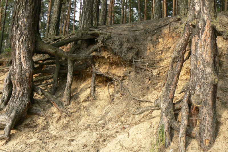 Wczytywanie Obrazu...