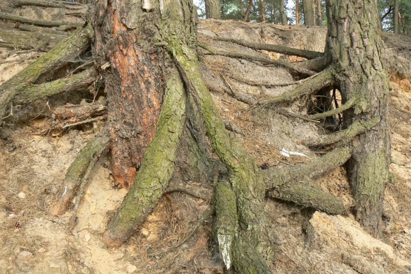 Wczytywanie Obrazu...