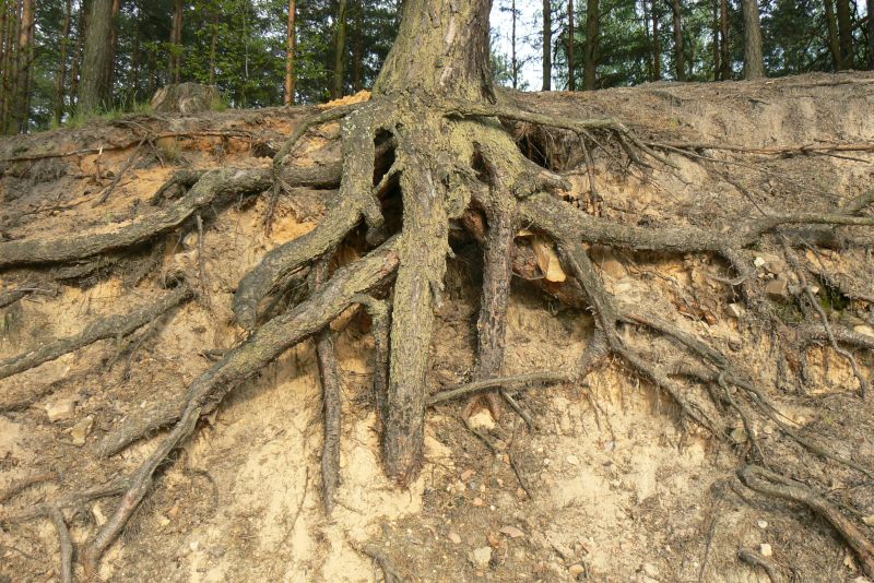 Wczytywanie Obrazu...