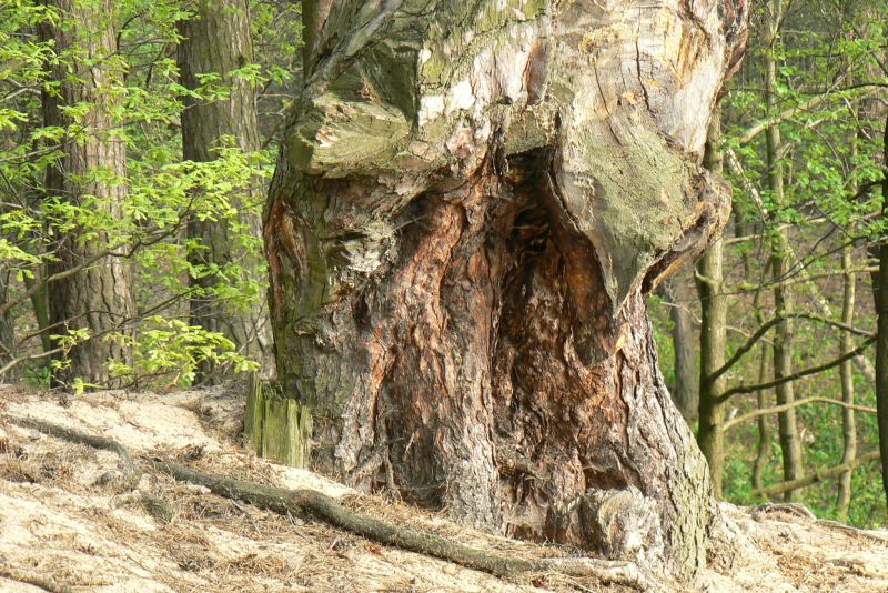 Wczytywanie Obrazu...