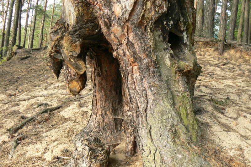 Wczytywanie Obrazu...