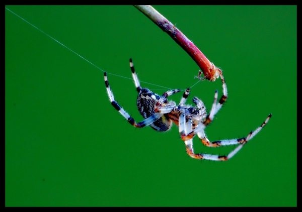 Wczytywanie Obrazu...