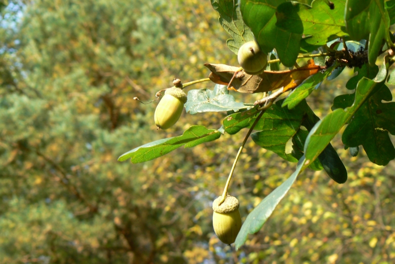 Wczytywanie Obrazu...