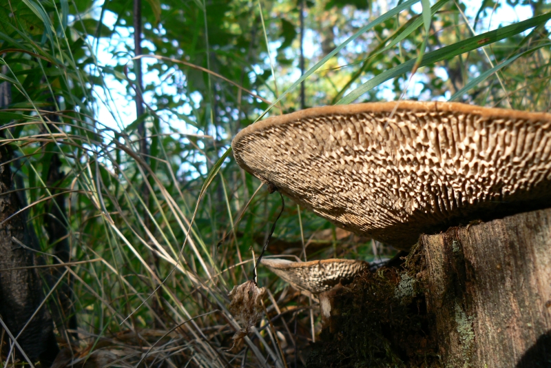 Wczytywanie Obrazu...