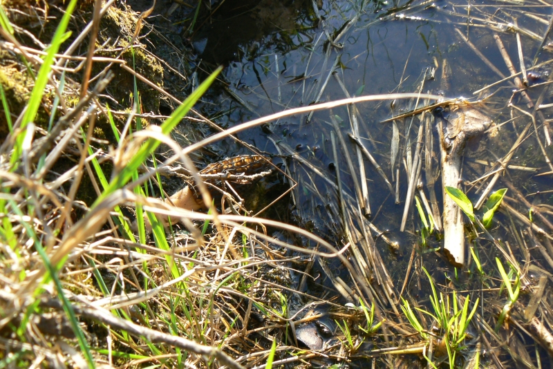 Wczytywanie Obrazu...