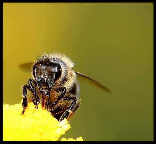 Wczytywanie Obrazu...