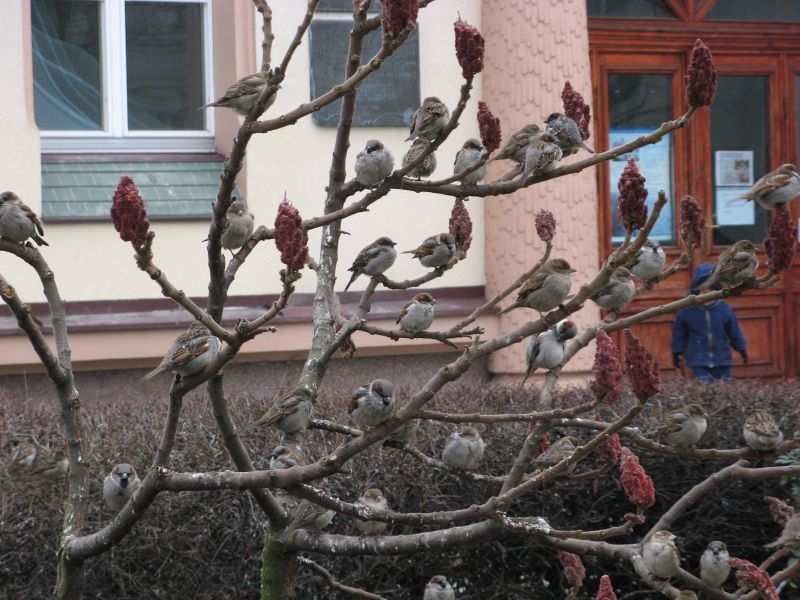 Wczytywanie Obrazu...