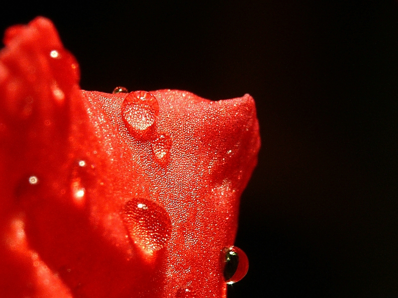 Wczytywanie Obrazu...