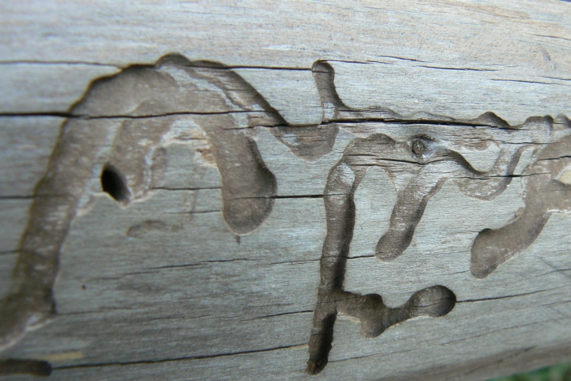 Wczytywanie Obrazu...