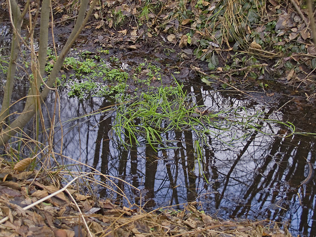 Wczytywanie Obrazu...