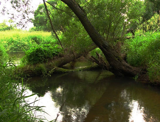 Wczytywanie Obrazu...