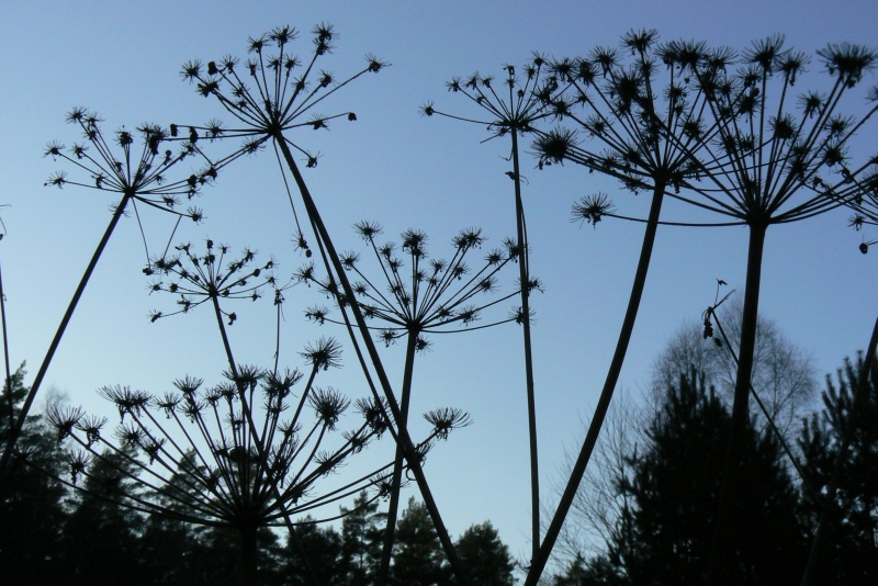 Wczytywanie Obrazu...