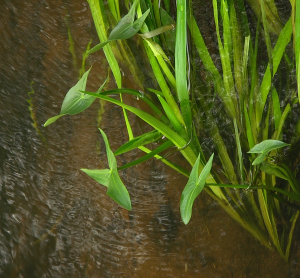 Wczytywanie Obrazu...