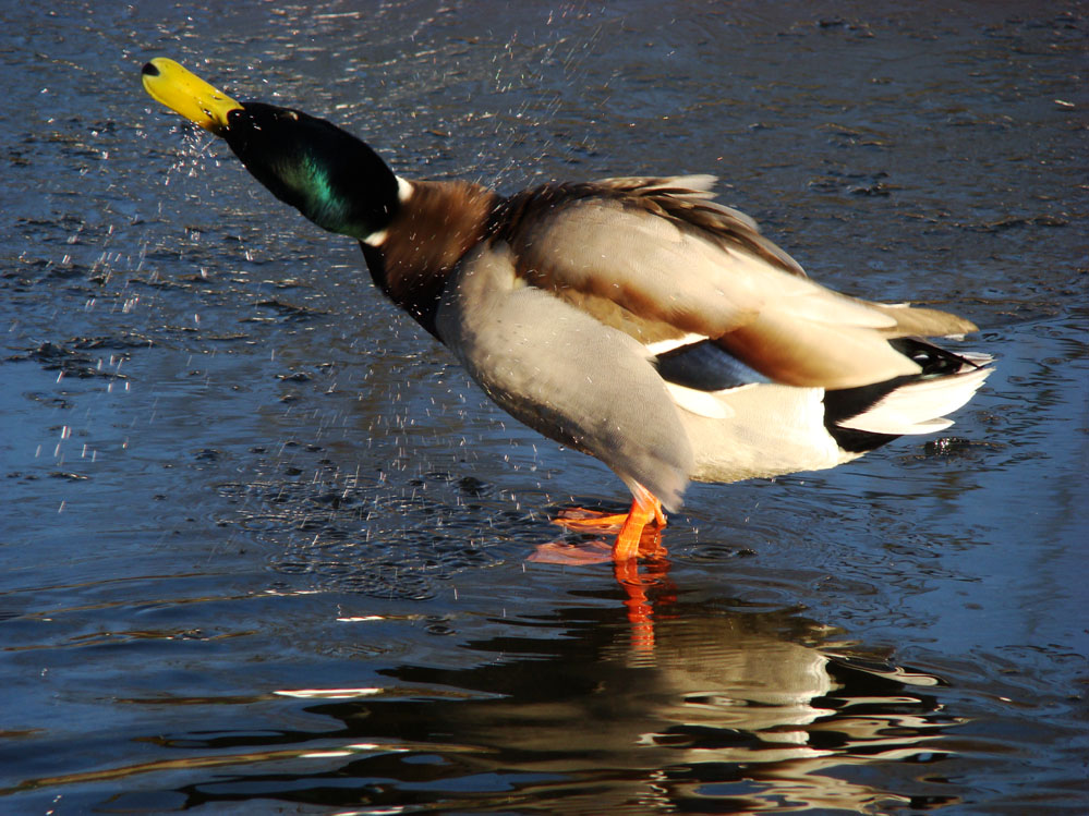 Wczytywanie Obrazu...