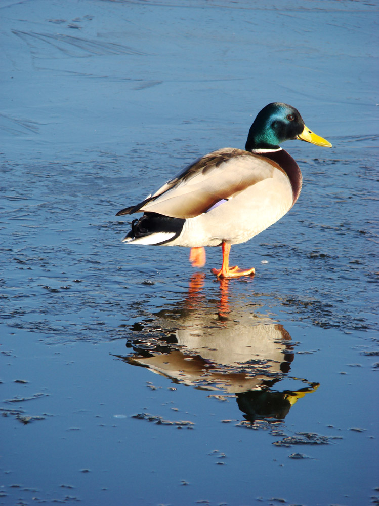 Wczytywanie Obrazu...