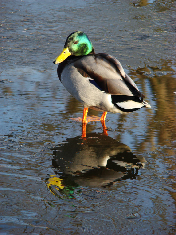 Wczytywanie Obrazu...