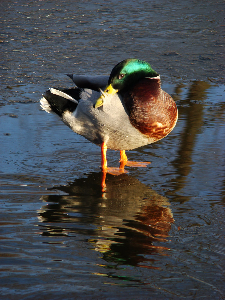 Wczytywanie Obrazu...