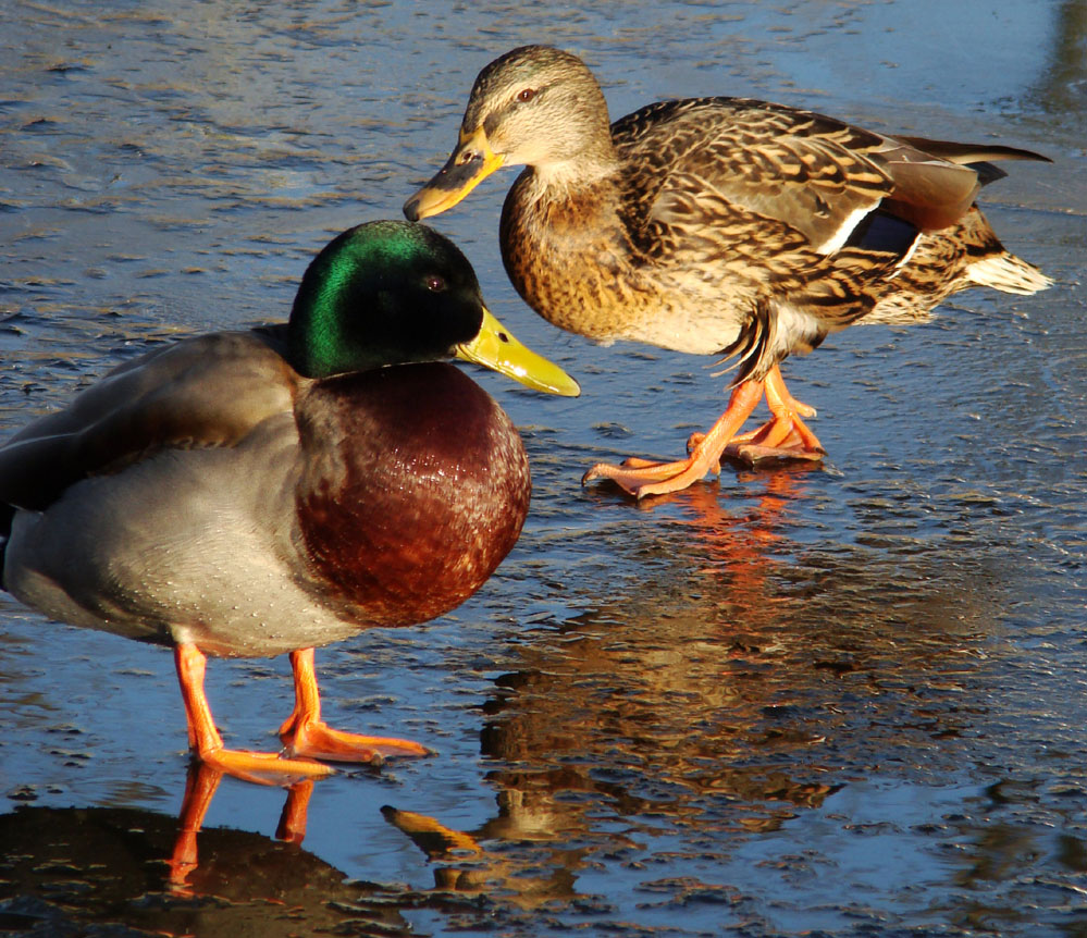 Wczytywanie Obrazu...