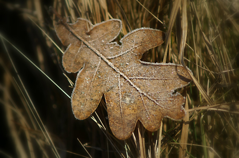 Wczytywanie Obrazu...