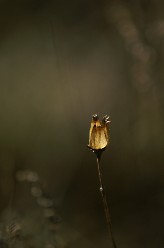 Wczytywanie Obrazu...