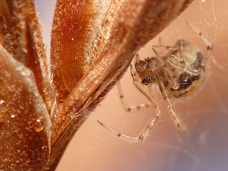 Wczytywanie Obrazu...