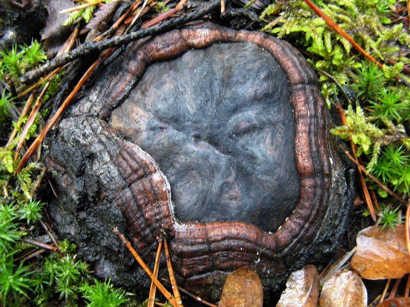 Wczytywanie Obrazu...