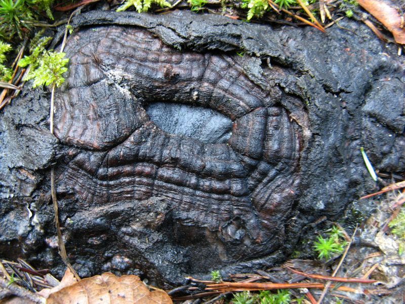 Wczytywanie Obrazu...