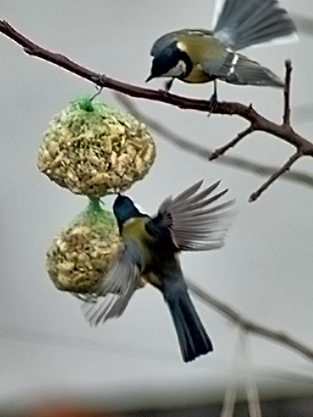 Wczytywanie Obrazu...