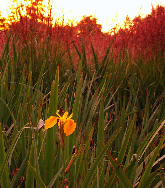 Wczytywanie Obrazu...