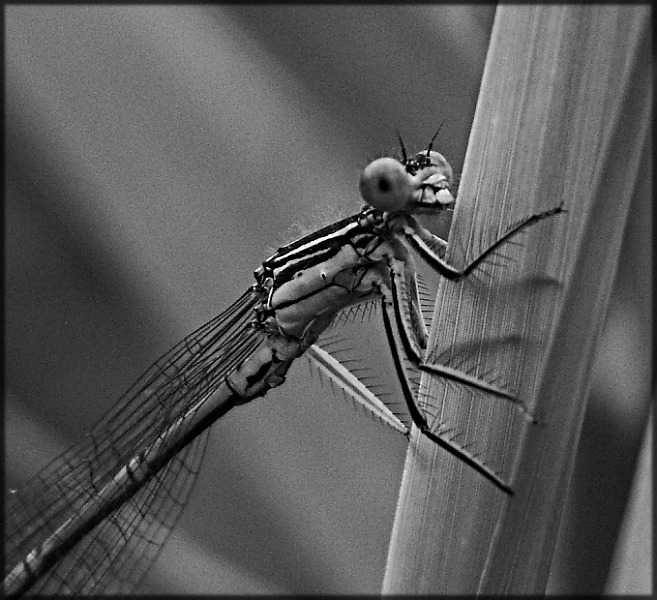 Wczytywanie Obrazu...