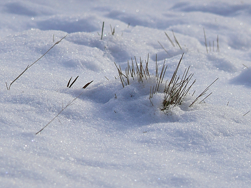 Wczytywanie Obrazu...