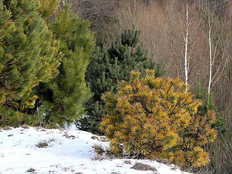 Wczytywanie Obrazu...