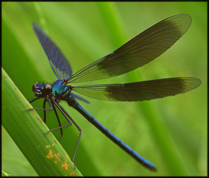 Wczytywanie Obrazu...