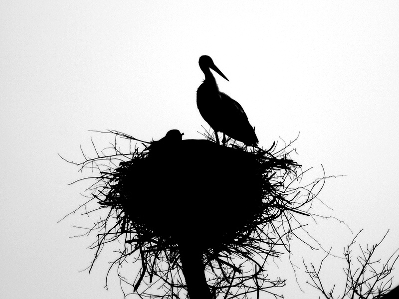 Wczytywanie Obrazu...