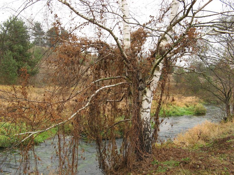 Wczytywanie Obrazu...