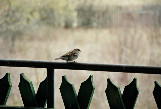 Wczytywanie Obrazu...