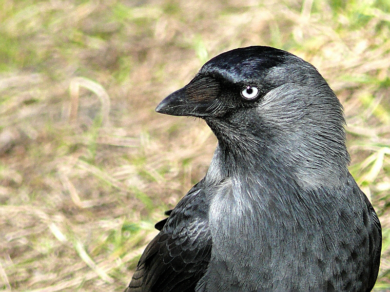 Wczytywanie Obrazu...