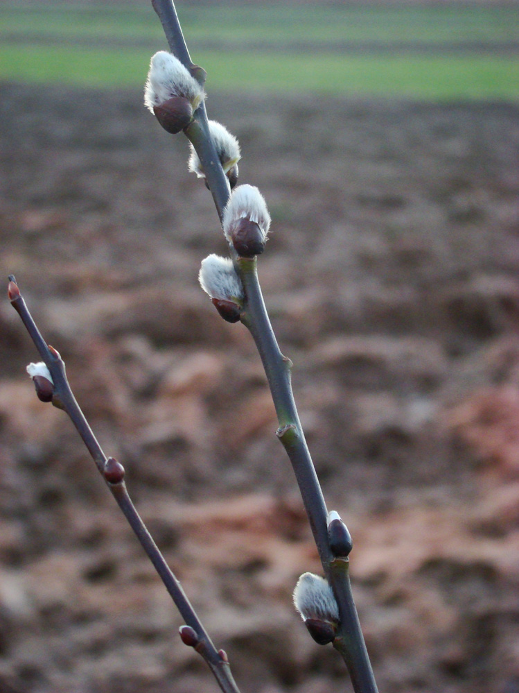 Wczytywanie Obrazu...