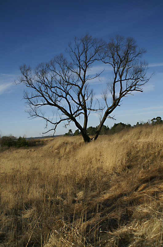 Wczytywanie Obrazu...