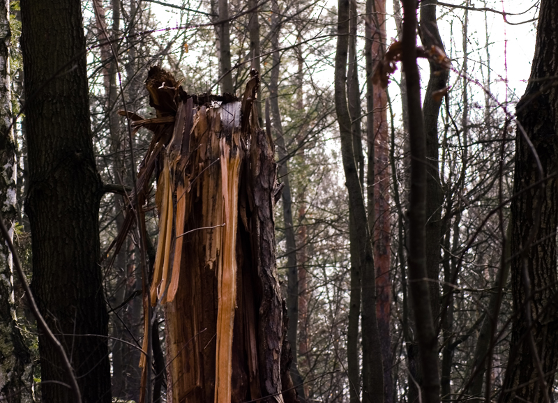 Wczytywanie Obrazu...