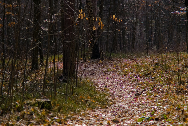 Wczytywanie Obrazu...