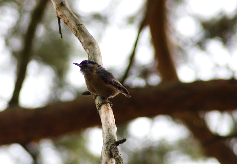 Wczytywanie Obrazu...